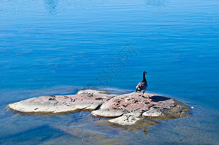 鹅海岸黑色野生动物灰色水禽藤壶白斑病形目岩石蓝色图片