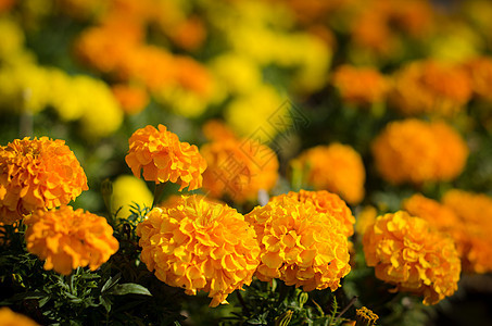 鲜花花花瓣杂草场地地面昆虫花园叶子生长植物背景图片