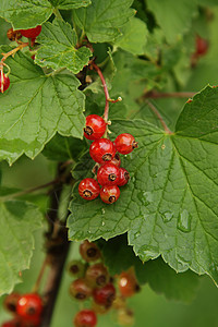 红曲线树叶植物群花园食物维生素衬套团体园艺植物收成图片