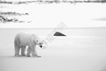 北极熊动物栖息地濒危爪子童年食肉哺乳动物天气野生动物毛皮图片