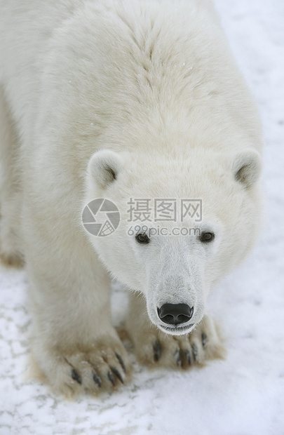 北极熊肖像苔原哺乳动物毛皮蓝色海事旅行危险天气野生动物爪子图片