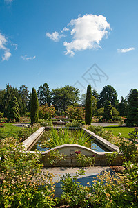 玫瑰花园天空公园植物植物群池塘玫瑰生长季节灌木衬套图片