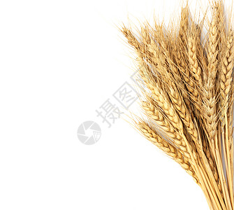 白上孤立的小麦黄色乡村生长食物面包面粉收成工作室谷物燕麦图片