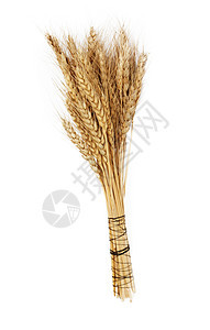 白上孤立的小麦玉米植物收获栽培黄色生长稻草燕麦乡村耳朵图片
