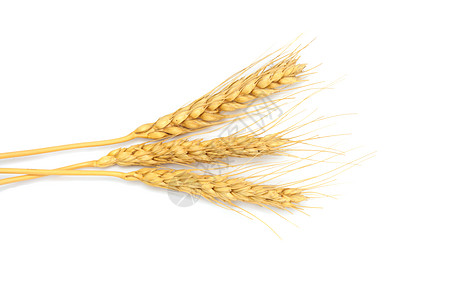 一片干燥的麦子耳朵 白的和白的被隔绝烹饪碎粒小麦谷物食物营养生长种子玉米粮食图片