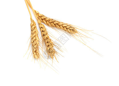 一片干燥的麦子耳朵 白的和白的被隔绝谷物碎粒食物核心粮食玉米烘烤面包种子收成图片