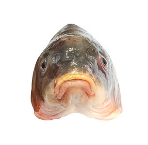 大鲤鱼头部宏观食物钓鱼健康嘴唇眼睛爱好饮食白色厨房图片