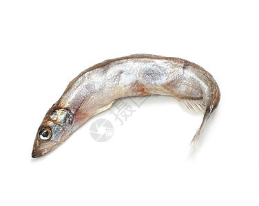 Capelin鱼在白色背景上被孤立荒野尾巴居住野生动物食物冷血钓鱼海洋眼睛海鲜图片