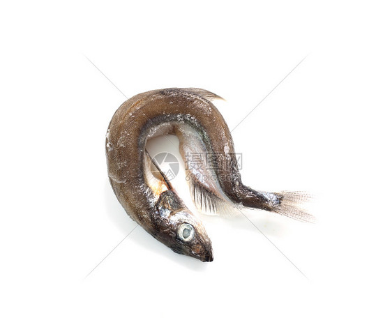 Capelin鱼在白色背景上被孤立冷血居住野生动物尾巴眼睛营养食物钓鱼海洋荒野图片