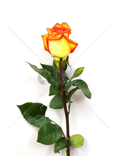 单橙色玫瑰孤立在白色背景上镜子花瓣植物橙子香味雏菊反射漩涡黑色树叶图片