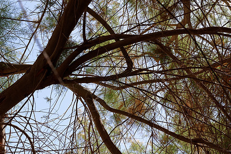 树枝的树冠在天空背景上叶子图片