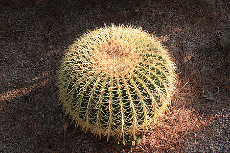 金球仙人掌花园棕色圆形植物植物群球形绿色肉质土壤沙漠图片