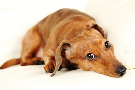 沙发上的达尚狗爸爸犬类食肉儿子宠物哺乳动物白色亲戚们伴侣棕色图片