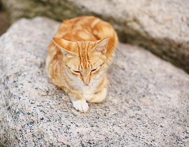 街头猫双色岩石婴儿黄色宠物毛皮动物白色哺乳动物头发图片