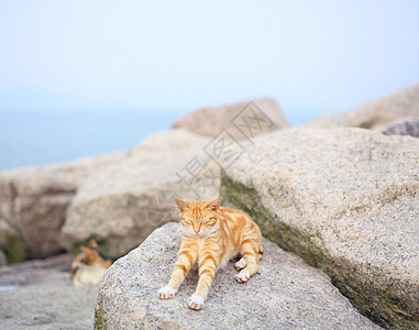 街头猫宠物双色哺乳动物婴儿黄色白色毛皮动物头发小猫图片