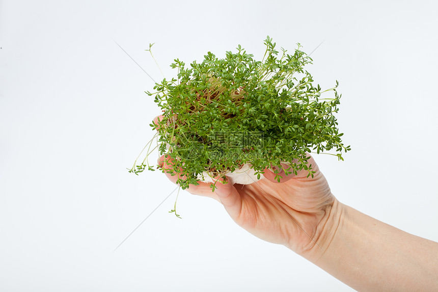 在白色背景上孤立的手中新鲜的晶体水芹植物饮食沙拉食欲芳香宏观温室灌木森林图片