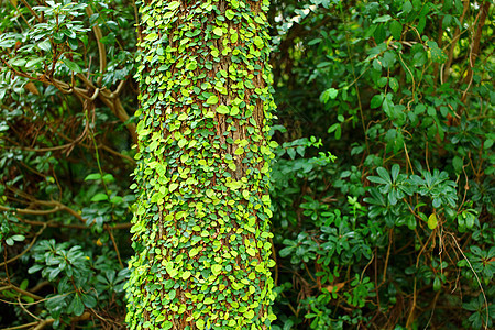 树皮上的常春藤绿色公园植被植物爬行者叶子园艺树干植物群藤蔓图片