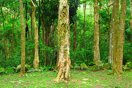 雨林森林花园花朵季节家具奢华小路场地休息木头图片