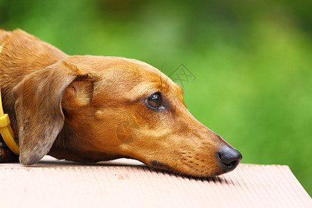 达尚狗猎犬犬类草地宠物小狗美丽喜悦耳朵毛皮鼻子图片