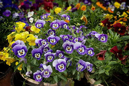 兵团花园园艺白色植物学紫色花瓣植物植物群蓝色图片