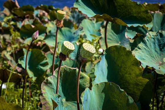 莲花热带植物植物群植物学图片