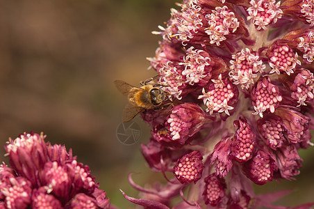 离皮类动物野花森林植物学植物群照片蜜蜂胚珠荒野灌木丛昆虫图片
