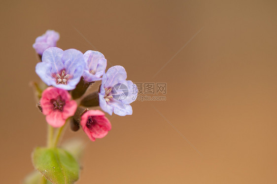 肺膜炎季节季节性植物群花瓣荒野野花灌木丛宏观胚珠粉色图片