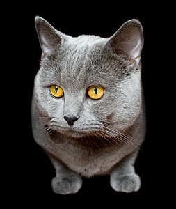 英国猫宠物橙子猫咪宏观金子耳朵猫科喷嘴小狗生活图片