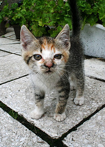 小猫爪子投标猫咪胡须虎斑宠物剪裁幼儿晶须毛皮背景图片