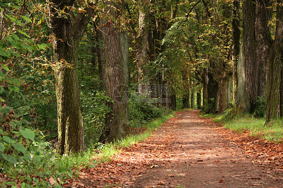 森林方式土地小路旅行树林薄雾树干踪迹人行道木头风景图片