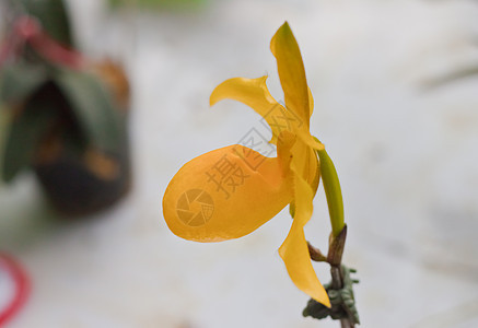 美丽的兰花环境花园植物群叶子风格花束紫色热带装饰花瓣图片