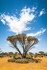 澳大利亚树树图片