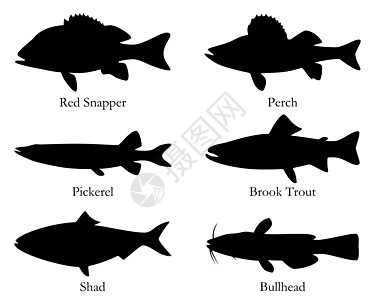北美食鱼牛头人插图梭鱼鳟鱼野生动物游戏海鲜鲷鱼钓鱼鲥鱼图片
