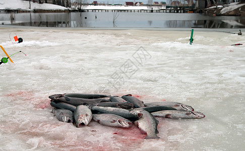 冬季捕鱼食物鳟鱼渔民说谎冻结钓鱼池塘海鲜图片