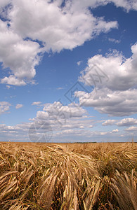角字段植物面包场地麦田生产耳朵食物谷物晴天粮食图片