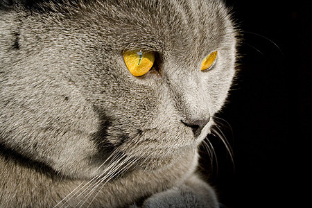 英国猫橙子头发小狗喷嘴生活友谊宏观马弗炉猫咪蓝色图片