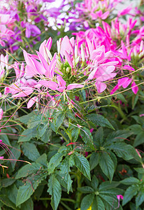 脊柱花花园清洁剂蜘蛛园艺生长公园植物群水平宏观花坛图片