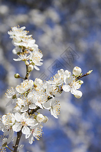 一棵树上美丽的花朵后院环境青年蓝色公园晴天季节樱花李子宏观图片
