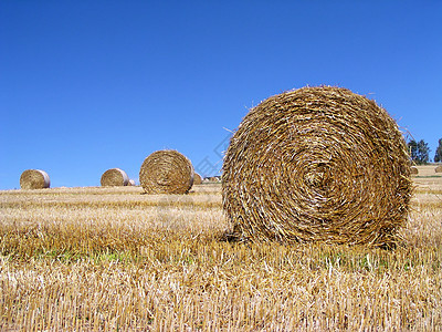 收获的草丛玉米草地场地农场天空生长圆圈农民保释干草图片