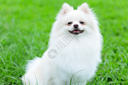 白罗马狗毛皮犬类场地粉色绿色白色血统玩具小狗舌头图片