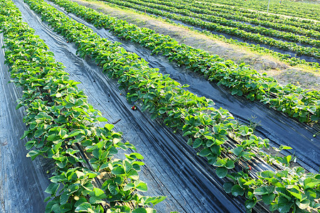 草莓字段叶子农田农场场地农业红色植物花园绿色浆果图片