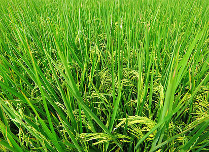 亚洲稻田食物热带粮食蓝色线条草地农村种植园农民植物图片