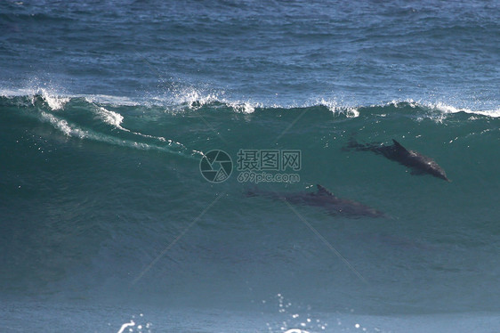 波浪中的野生海豚图片