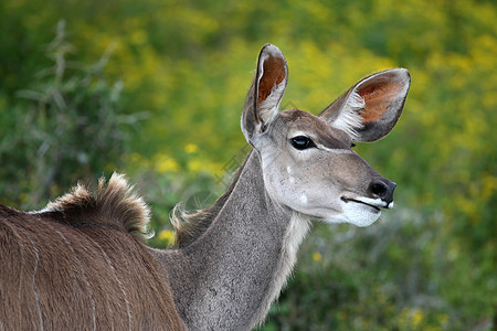 印度耳朵警报衬套国家荒野公园鼻子条纹眼睛羚羊图片