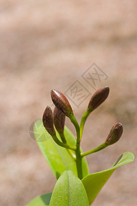 美丽的兰花植物群农村风格植物学热带紫色叶子环境花园花瓣图片