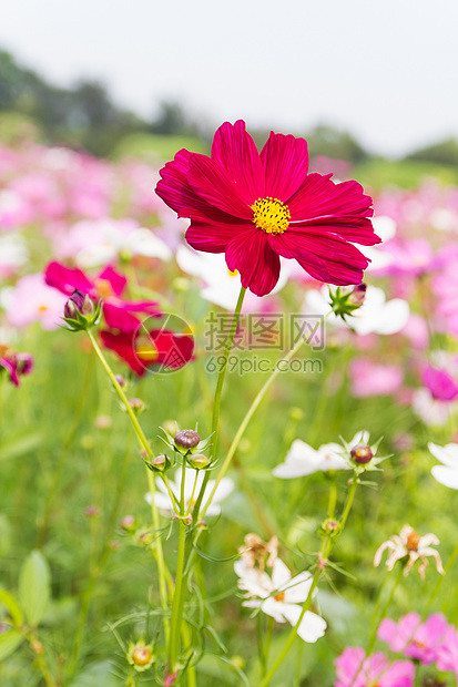 红宇宙花朵植物群叶子场地花园紫色季节农村雏菊森林草地图片