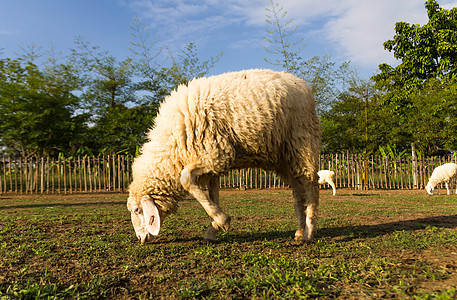 奶牛吃草牧羊在农场放牧爬坡羊肉母羊婴儿团体牧场母亲生活动物天空背景