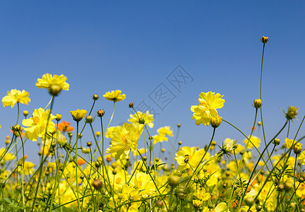 黄色宇宙花朵雏菊公园植物群花瓣森林植物天空叶子季节草地图片