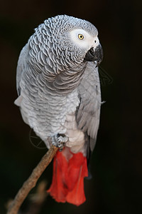 非洲灰色鹦鹉黑色红色异国脊椎动物生物动物羽毛鸟类眼睛荒野图片
