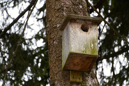 树上木木木鸟屋野生动物园艺蓝色鸟舍盒子房屋鸟巢乡村房子花园背景图片